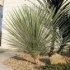 Yucca Glauca - semena