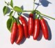 Chilli Serano Tampiqueno  - semena