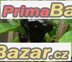 Chilli Tasmanian Habanero - semena – fotografie 1