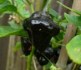 Chilli Tasmanian Habanero - semena