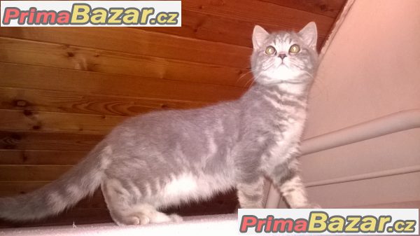 Prodám modré britské koťátko - kocourka – fotografie 2