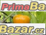 Chilli Rocoto Orange - semena – fotografie 1
