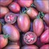 Rajče Purple Russian Plum - semena
