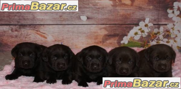 Labrador retriever tmavé čoko s PP a št.Chesapeake – fotografie 1