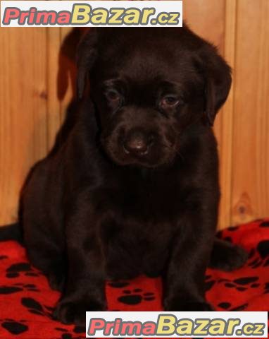 Labrador retriever tmavé čoko s PP a št.Chesapeake – fotografie 2