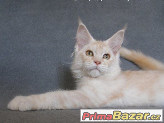 Mainská mývalí - koťátko Nancy – fotografie 4