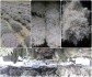 Prodám statici tatariku (Limonium tataricum)