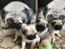 Zdravotně testované štěněčky Mops