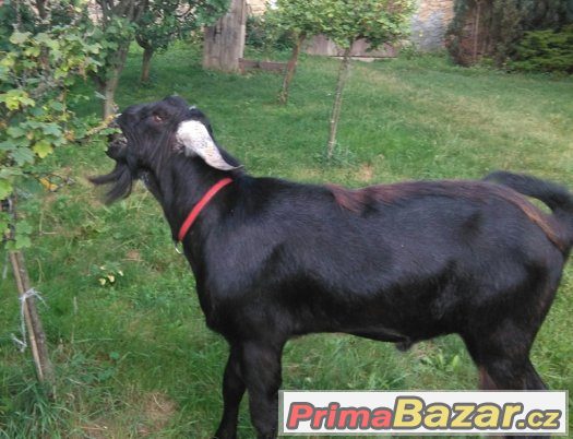Připouštění AN kozlem – fotografie 3