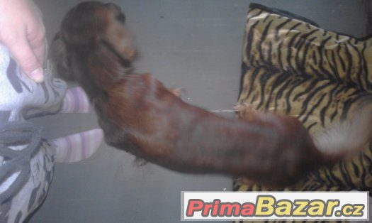 prijmam rezervaci na stenatka jezevcika kratko srteho – fotografie 5