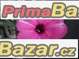 Adenium Diamond Ring - semena