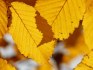 Habr obecný na živý plot - nejnižší ceny!