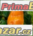 Chilli Maraba Orange - semena – fotografie 1