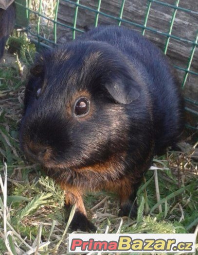 Prodám morčátka – fotografie 1