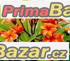 Plumeria Coral Orange - semena