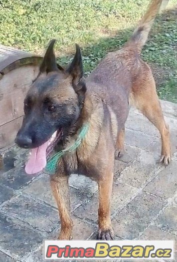 Belgický ovčák malinois – fotografie 1