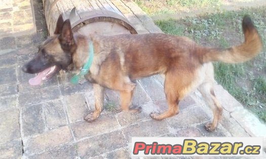 Belgický ovčák malinois – fotografie 2