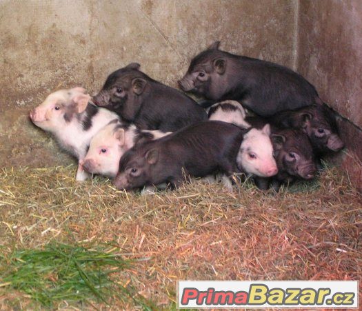 Miniprasátka z kvalitního dlouholetého chovu – fotografie 1