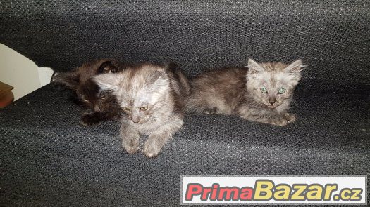 Koťátka Ragdoll s Mainská Mývalí – fotografie 1