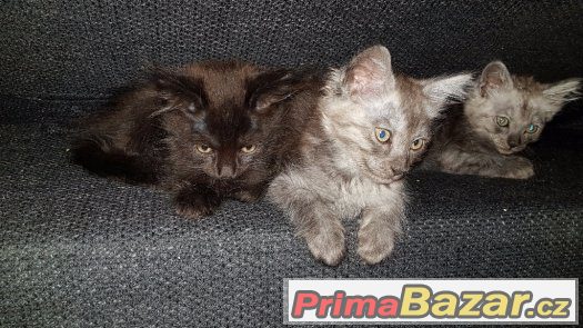 Koťátka Ragdoll s Mainská Mývalí – fotografie 2