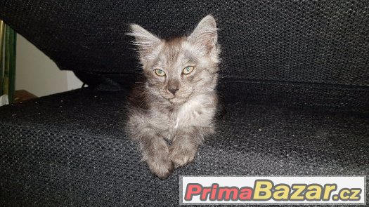 Koťátka Ragdoll s Mainská Mývalí – fotografie 4