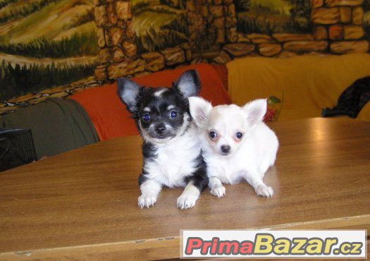 Čivava 2 fenečky – fotografie 3