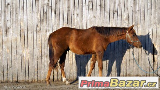 QH hřebeček – fotografie 2