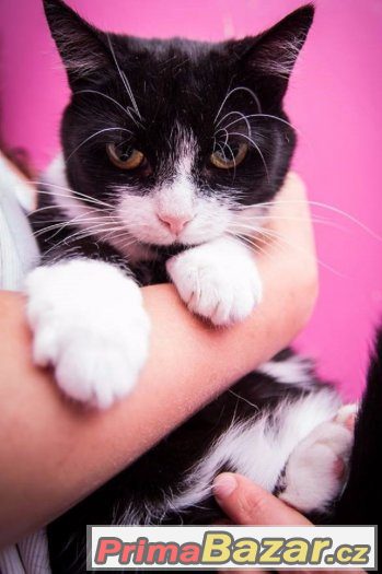 ♥ Princezna Fione Fantastic Fluffy I. HLEDÁ MILUJICÍ DOMOV ♥ – fotografie 1