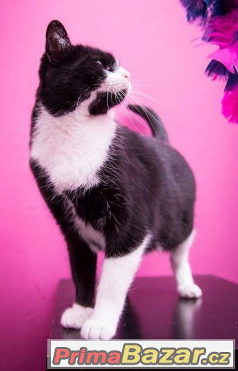 ♥ Princezna Fione Fantastic Fluffy I. HLEDÁ MILUJICÍ DOMOV ♥ – fotografie 3
