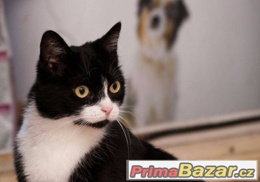 ♥ Princezna Fione Fantastic Fluffy I. HLEDÁ MILUJICÍ DOMOV ♥ – fotografie 4