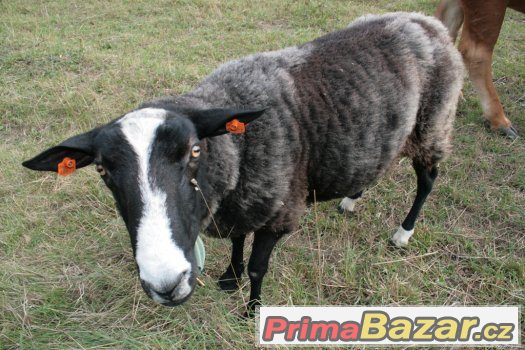Prodám berana Zwartbles – fotografie 1