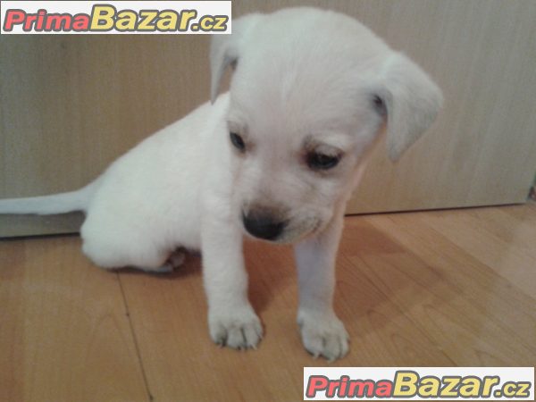 Labrador-světlá čistokrevná štěňátko – fotografie 1
