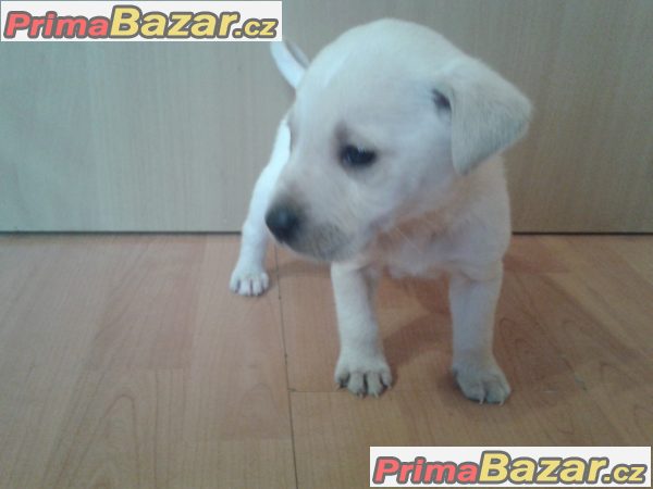 Labrador-světlá čistokrevná štěňátko – fotografie 3