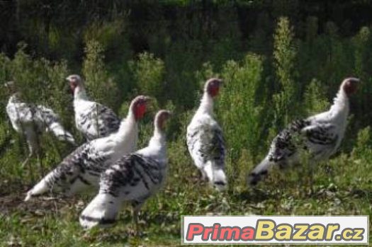 Krůta Bronzová a Cronsvilská /bílé černý lem/ – fotografie 2