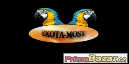 prodám – fotografie 3