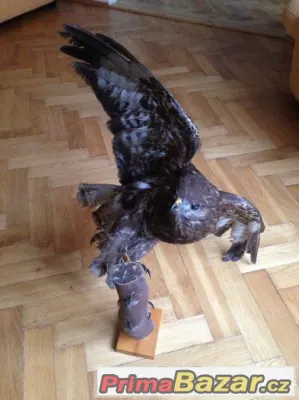 Preparované káně