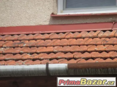 Křidlice dvoufalcovou Francouzskou prodám