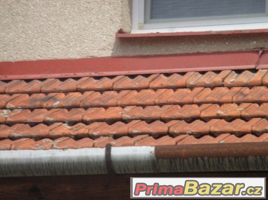 Křidlice dvoufalcovou  -  prodám – fotografie 2