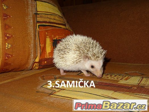 Ježek Bělobřichý NÁDHERNÁ MLÁĎATA – fotografie 5