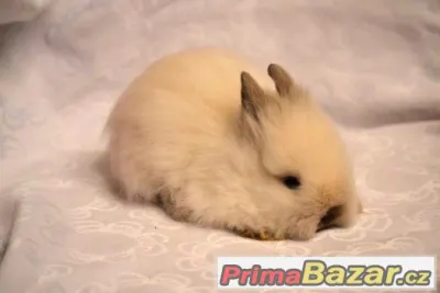 Zakrslý teddy králíčci a "lvíčci" s VP a rodokmenem