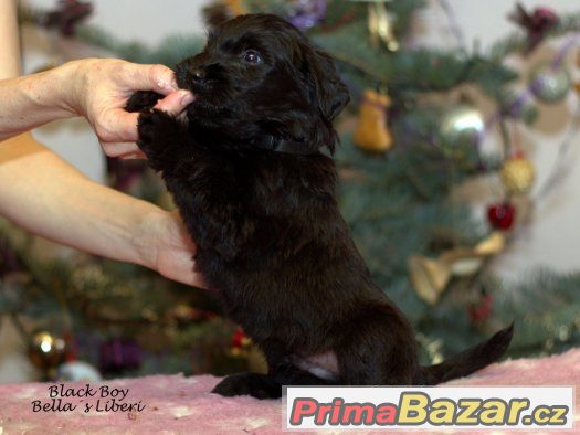 BRIARD - štěňátka s PP – fotografie 3