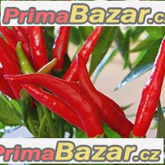 Chilli Tejaswini - semena