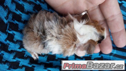 Mláďata morčátek peruánec a peru lunkarya – fotografie 5