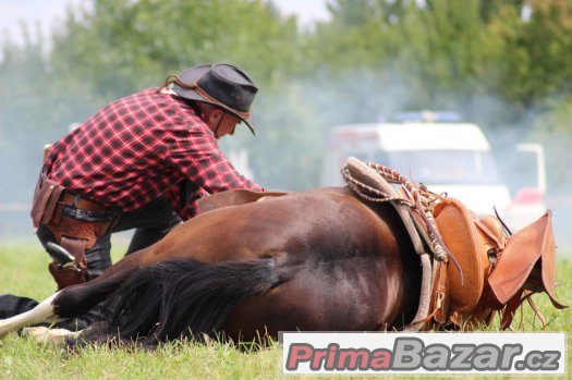 Hledám valacha  na vystupování věk 5-8  let KHV 155-160cm – fotografie 4