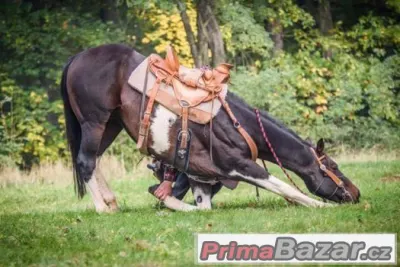 Hledám valacha  na vystupování věk 5-8  let KHV 155-160cm