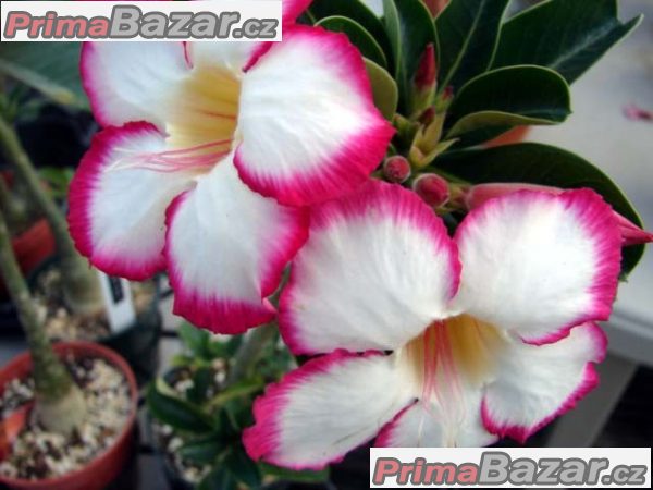 Adenium Noble Concubine - semena