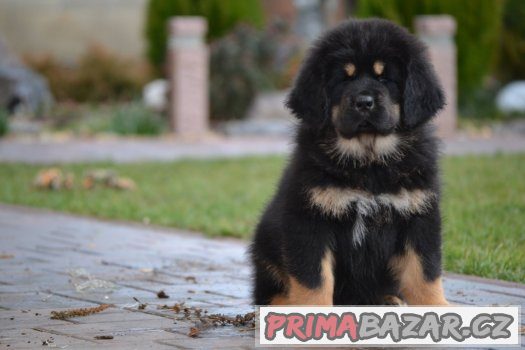 Tibetská doga - štěňátka – fotografie 1