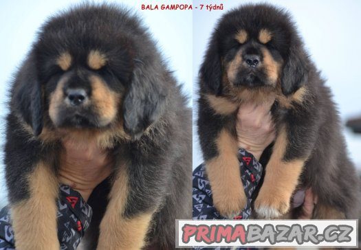 Tibetská doga - štěňátka – fotografie 3