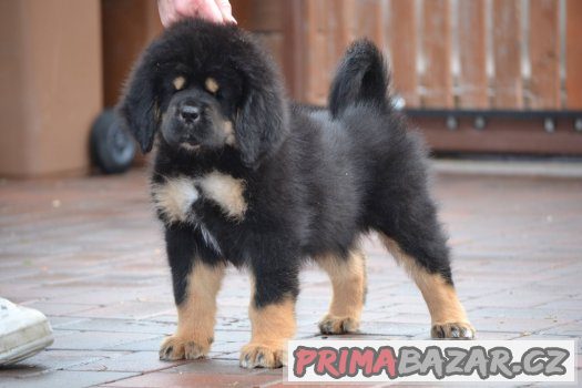 Tibetská doga - štěňátka – fotografie 5