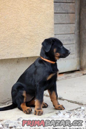 Beauceron - francouzský ovčák – fotografie 3